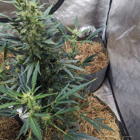 Girl Scout Cookies Auto growlog photo: No actions