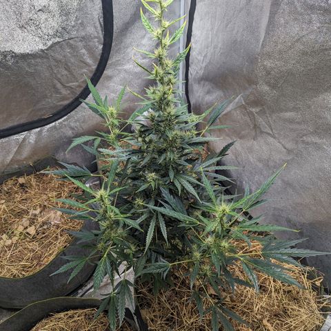 Girl Scout Cookies Auto growlog photo: No actions