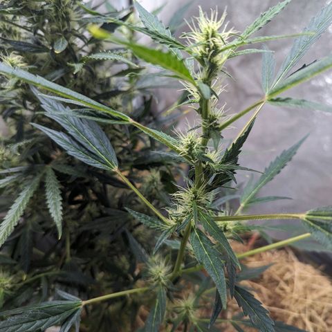 Girl Scout Cookies Auto growlog photo: No actions