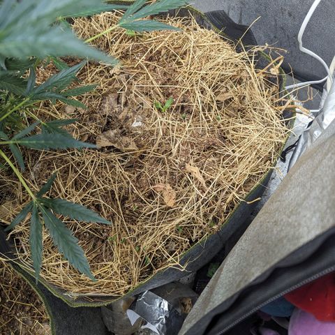 Girl Scout Cookies Auto growlog photo: No actions