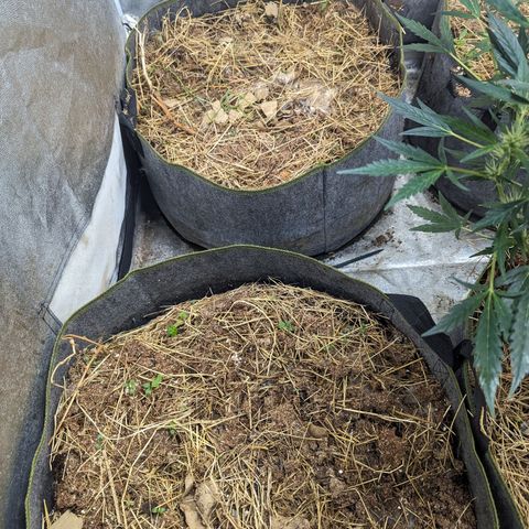 Girl Scout Cookies Auto growlog photo: No actions