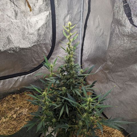Girl Scout Cookies Auto growlog photo: No actions