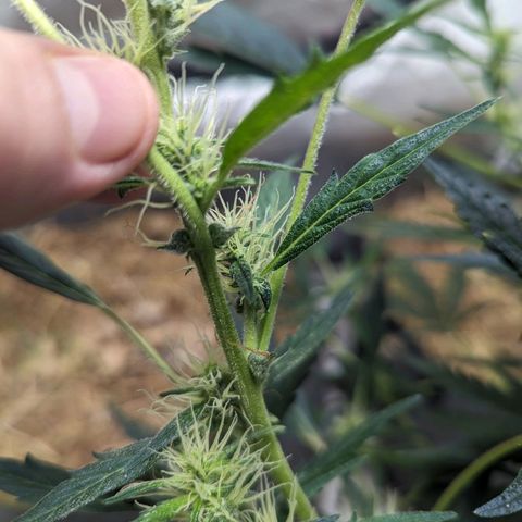 Girl Scout Cookies Auto growlog photo: No actions