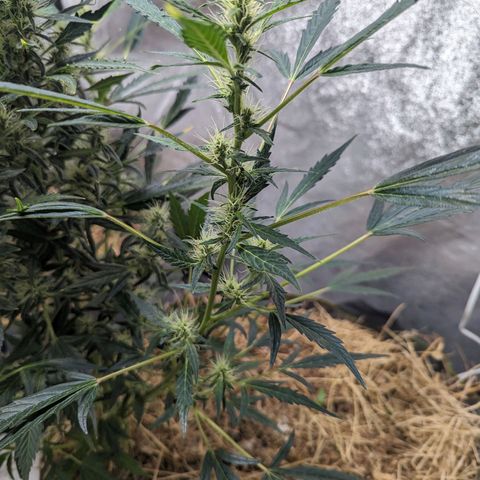 Girl Scout Cookies Auto growlog timeline photo