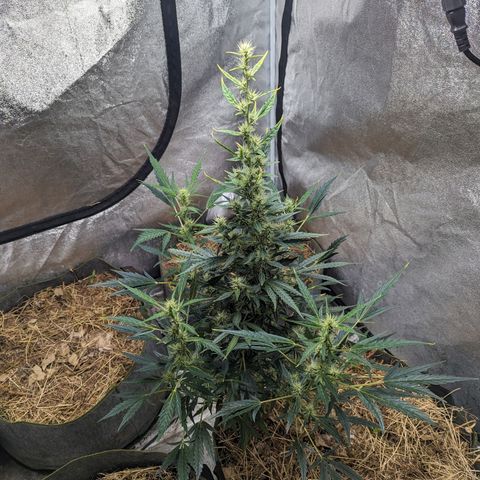 Girl Scout Cookies Auto growlog timeline photo