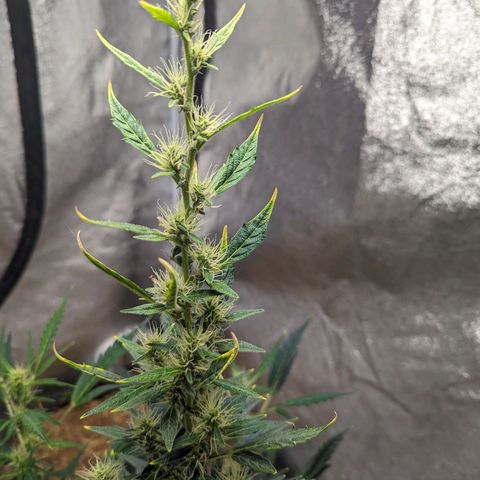 Girl Scout Cookies Auto growlog timeline photo
