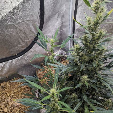 Girl Scout Cookies Auto growlog timeline photo