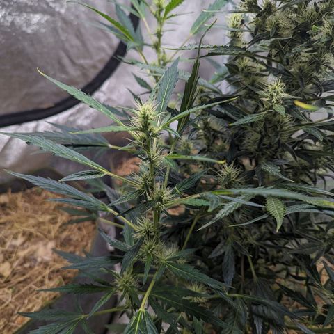 Girl Scout Cookies Auto growlog timeline photo