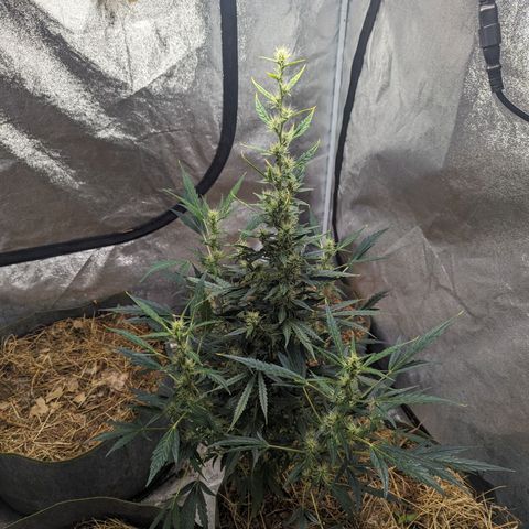 Girl Scout Cookies Auto growlog photo: Just pictures today no meddling with the tent