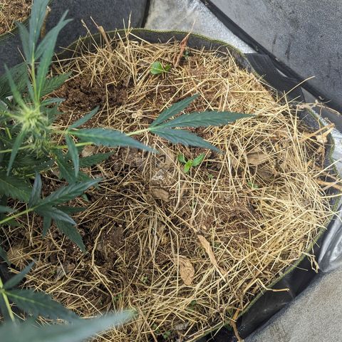 Girl Scout Cookies Auto growlog photo: Just pictures today no meddling with the tent