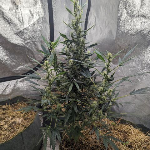 Girl Scout Cookies Auto growlog photo: Just pictures today no meddling with the tent