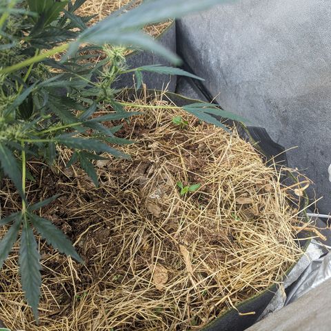 Girl Scout Cookies Auto growlog photo: Just pictures today no meddling with the tent