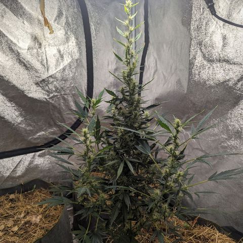 Girl Scout Cookies Auto growlog photo: Just pictures today no meddling with the tent