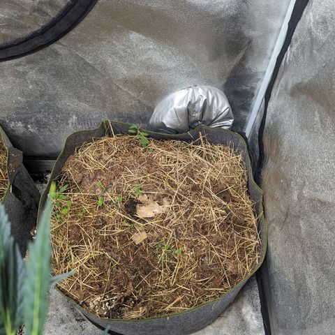 Girl Scout Cookies Auto growlog photo: Just pictures today no meddling with the tent