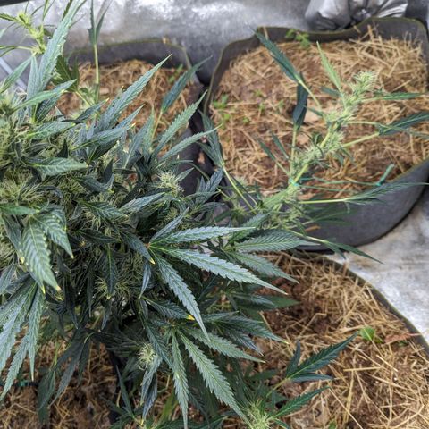 Girl Scout Cookies Auto growlog timeline photo