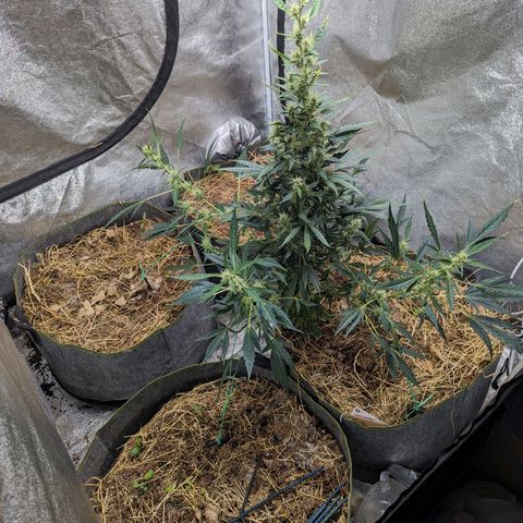 Girl Scout Cookies Auto growlog timeline photo