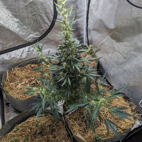 Girl Scout Cookies Auto growlog timeline photo