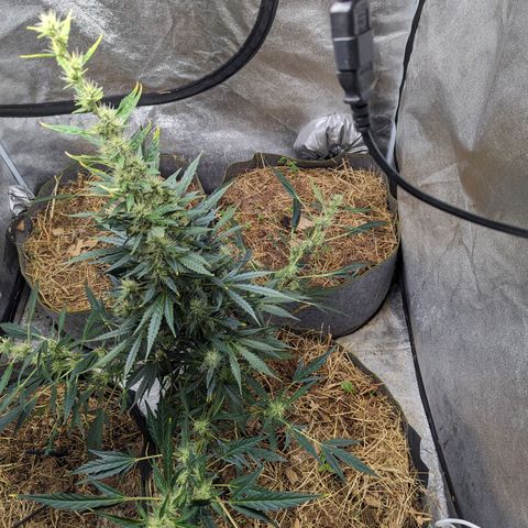 Girl Scout Cookies Auto growlog timeline photo