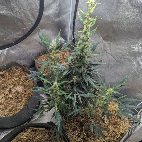 Girl Scout Cookies Auto growlog timeline photo
