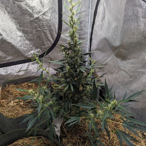 Girl Scout Cookies Auto growlog timeline photo