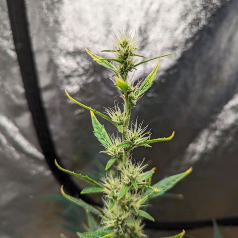 Girl Scout Cookies Auto growlog photo: Noticed a little plumping up of the flowers