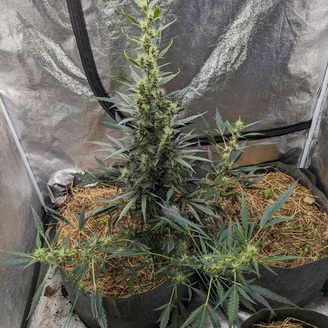 Girl Scout Cookies Auto growlog photo: Noticed a little plumping up of the flowers