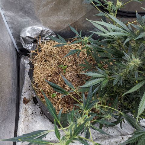 Girl Scout Cookies Auto growlog photo: Noticed a little plumping up of the flowers