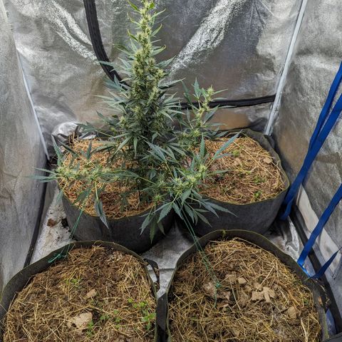 Girl Scout Cookies Auto growlog photo: Noticed a little plumping up of the flowers