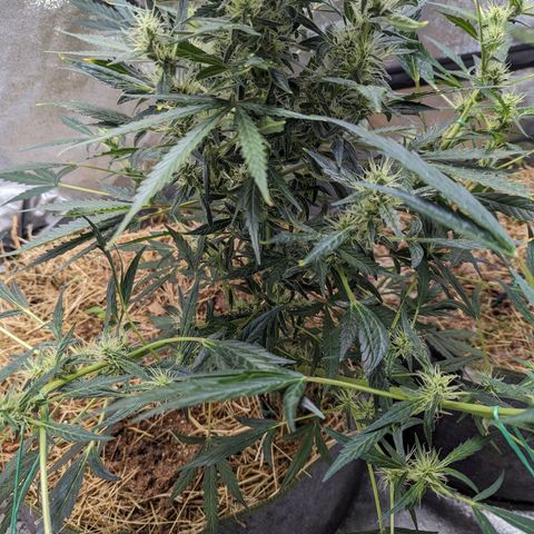 Girl Scout Cookies Auto growlog photo: Noticed a little plumping up of the flowers