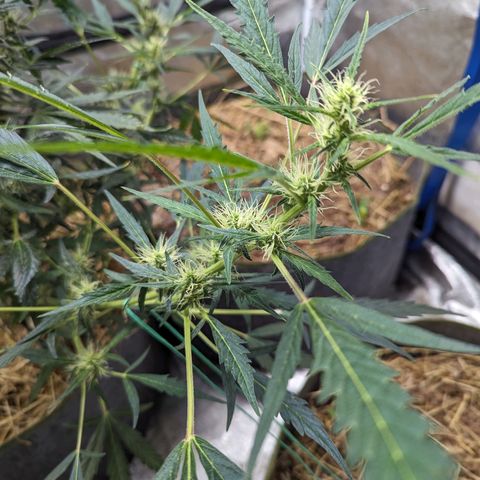 Girl Scout Cookies Auto growlog photo: Noticed a little plumping up of the flowers