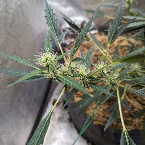 Girl Scout Cookies Auto growlog photo: Noticed a little plumping up of the flowers