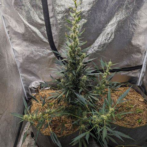 Girl Scout Cookies Auto growlog photo: Nice growth