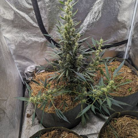 Girl Scout Cookies Auto growlog photo: Nice growth