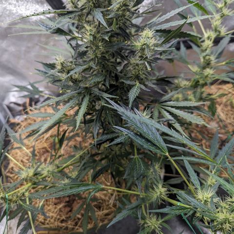 Girl Scout Cookies Auto growlog photo: Nice growth