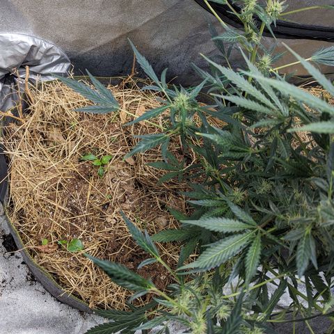 Girl Scout Cookies Auto growlog photo: Nice growth