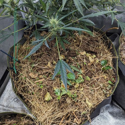 Girl Scout Cookies Auto growlog photo: Fed with bioblume, calmag and silica phd down with lemon juice. Addawd a little michro