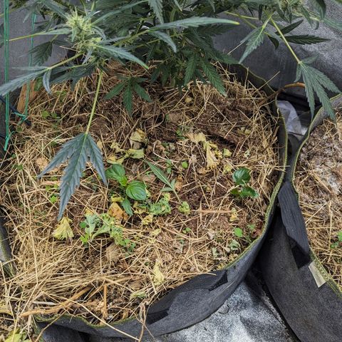 Girl Scout Cookies Auto growlog photo: Fed with bioblume, calmag and silica phd down with lemon juice. Addawd a little michro