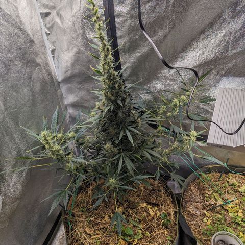 Girl Scout Cookies Auto growlog photo: Fed with bioblume, calmag and silica phd down with lemon juice. Addawd a little michro
