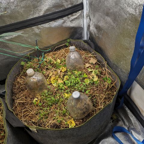 Purple Haze growlog timeline photo