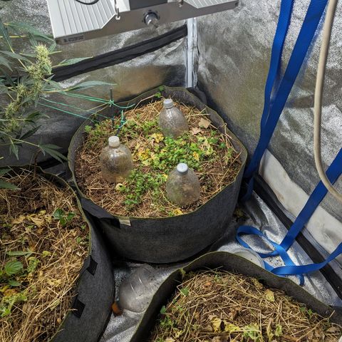 Purple Haze growlog photo: Moved light to 16" turned intensity to 50%