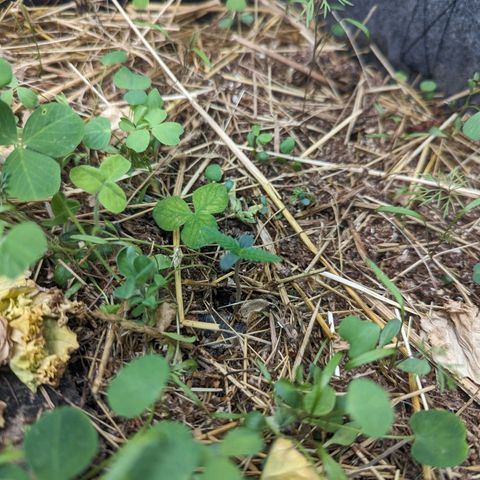 Purple Haze growlog photo: Tiny seedling only one of 3 to pop 