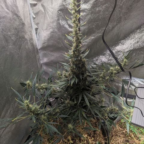Girl Scout Cookies Auto growlog photo: Gave another spray as the cover crop all looked thirsty. Flowers are starting to fill out