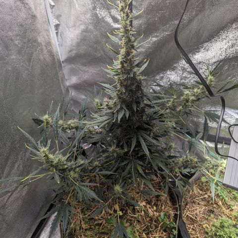 Girl Scout Cookies Auto growlog photo: Gave another spray as the cover crop all looked thirsty. Flowers are starting to fill out
