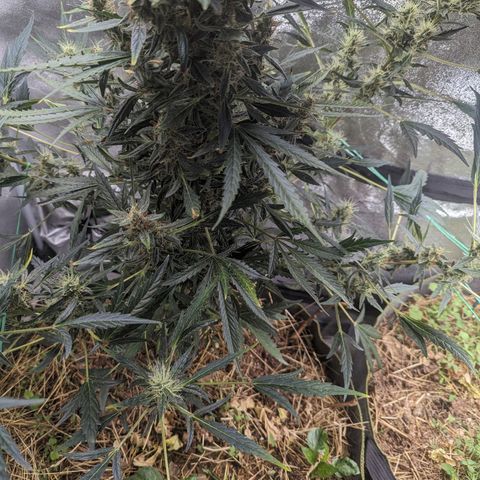 Girl Scout Cookies Auto growlog photo: Gave another spray as the cover crop all looked thirsty. Flowers are starting to fill out