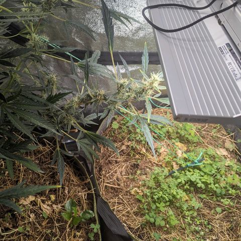Girl Scout Cookies Auto growlog photo: Gave another spray as the cover crop all looked thirsty. Flowers are starting to fill out