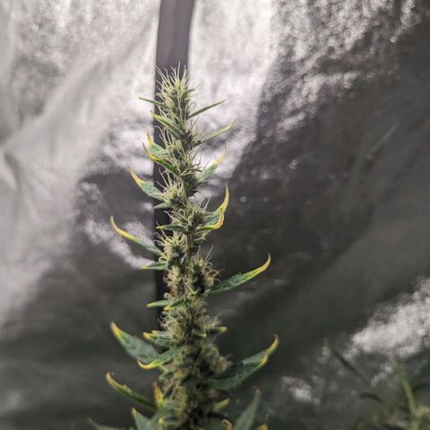 Girl Scout Cookies Auto growlog photo: Gave another spray as the cover crop all looked thirsty. Flowers are starting to fill out
