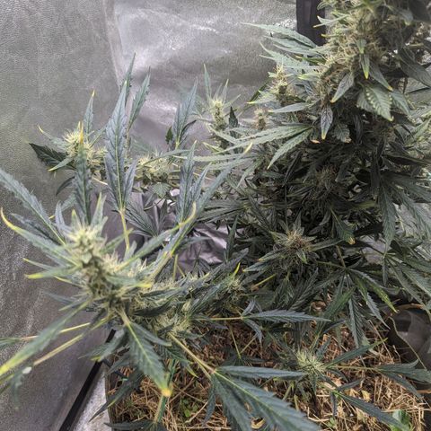 Girl Scout Cookies Auto growlog photo: Gave another spray as the cover crop all looked thirsty. Flowers are starting to fill out