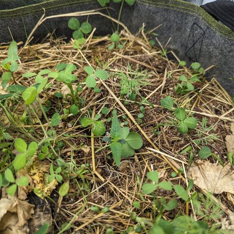 Purple Haze growlog photo: Pulled some of the companion crop out that was blocking seedling