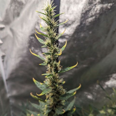 Girl Scout Cookies Auto growlog timeline photo