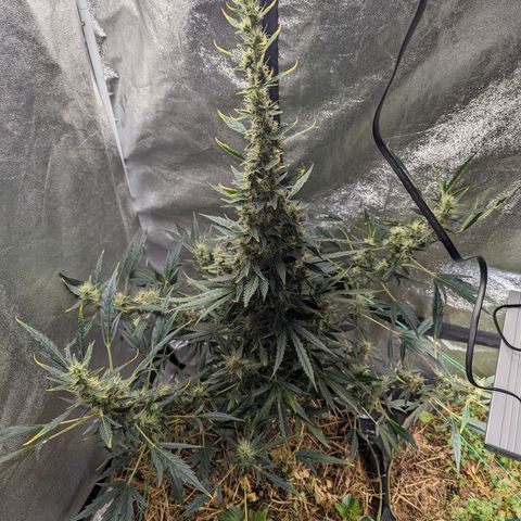 Girl Scout Cookies Auto growlog timeline photo